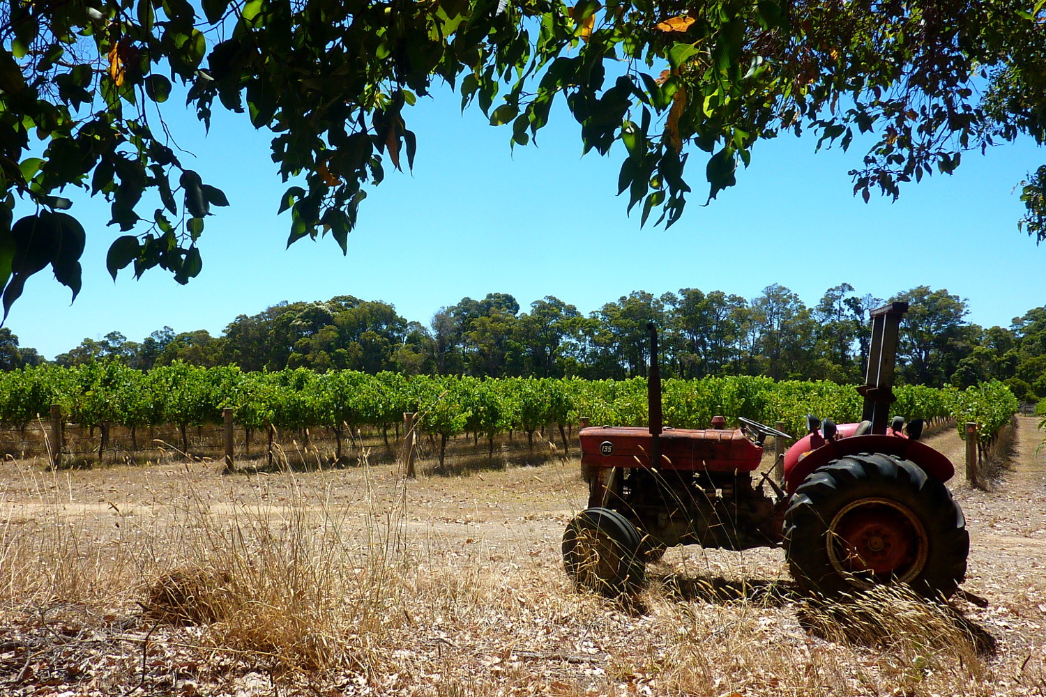 Margaret River Wine Region the drifting winemaker